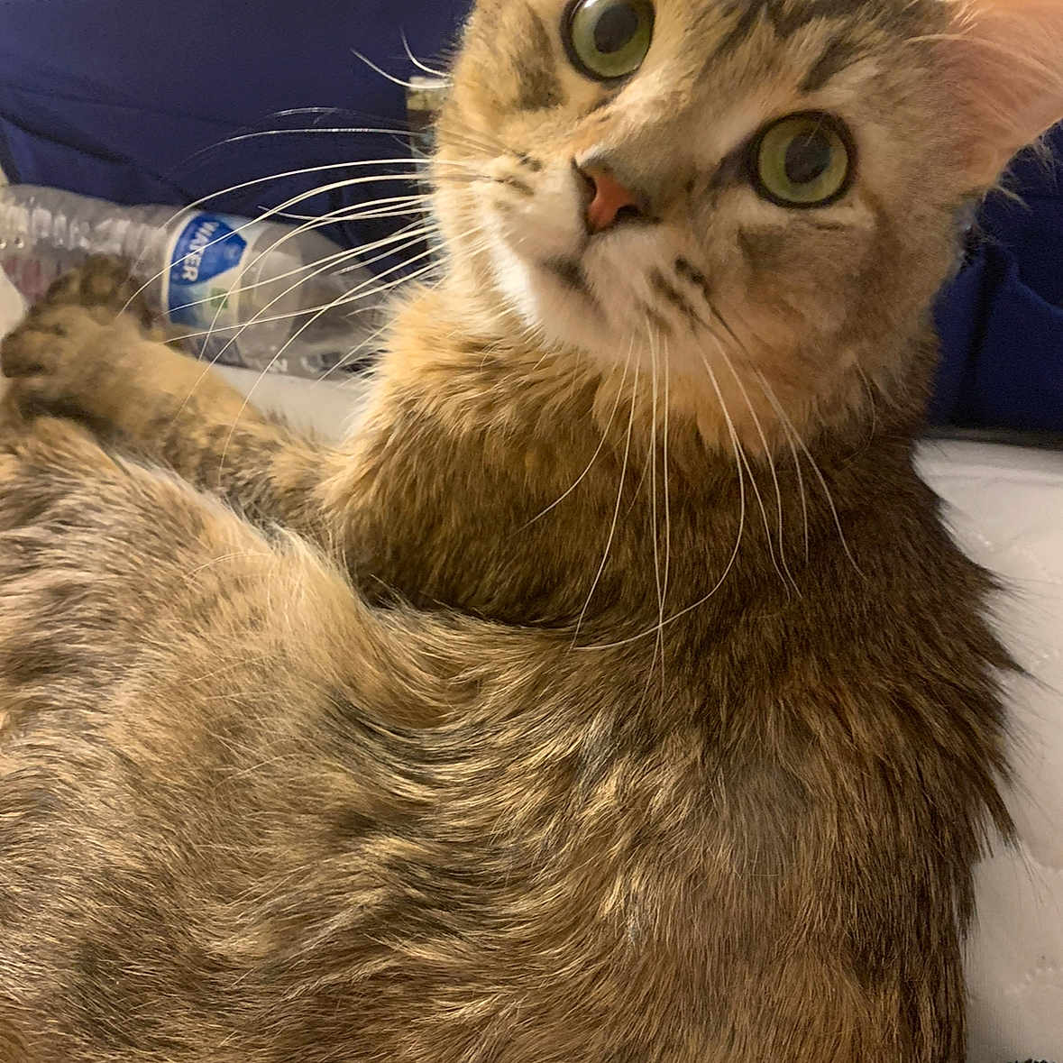 Lenny is registered to the contest to win money with this photo: abyssinian, animal, architecture, building, cat, chair, couch, cushion, furniture, homedecor, indoors, kitten, livingroom, manx, pet, room
