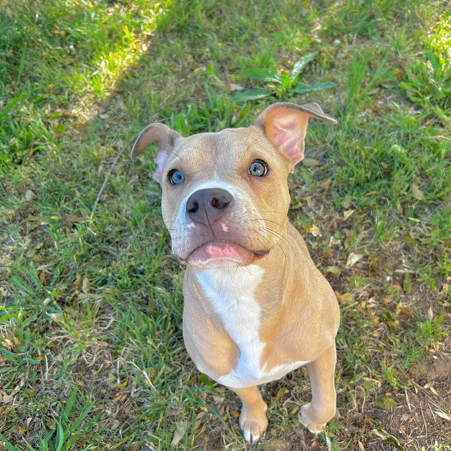 Lilah joined the competition — help win amazing prizes! animal, ball, bostonbull, boxer, bulldog, canine, dog, field, frenchbulldog, grass, grassland, lawn, nature, outdoors, pet, pitbull, plant, puppy, soil, vegetation
