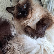 Flocon a rejoint le concours — aidez-le/la à gagner de superbes lots ! cat, feline, blue_eyes, fluffy, long_hair, pet, domestic_animal, lounging, cozy, blanket, paw, whiskers, fur, ear, portrait, closeup, indoor, sleepy, relaxed, tail