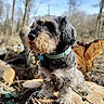 Spike participe au concours pour gagner de l'argent avec cette photo : dog, outdoor, forest, tree_stump, collar, fur, pet, nature, animal, brown, black, green, leaves, branch, daylight, canine, sitting, closeup, portrait, blurred_background