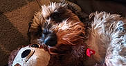 Spike participe au concours pour gagner de l'argent avec cette photo : dog, stuffed_toy, plush, snuggling, blanket, cozy, fur, pet, indoor, couch, relaxing, brown, white, soft, cute, companion, animal, resting, warm, close_up