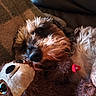 dog, stuffed_toy, plush, snuggling, blanket, cozy, fur, pet, indoor, couch, relaxing, brown, white, soft, cute, companion, animal, resting, warm, close_up