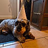 Spike a rejoint le concours — aidez-le/la à gagner de superbes lots ! dog, party_hat, indoor, floor, tile, wooden_cabinet, door, pet, resting, fur, animal, brown, black, cozy, celebration, cute, domestic, companion, lying_down, quiet