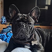 Leïa a rejoint le concours — aidez-le/la à gagner de superbes lots ! french_bulldog, dog, pet, indoor, bed, blanket, quilt, ears, wrinkles, fur, collar, tag, toy, figurine, stitch, wooden_shelf, closeup, portrait, animal, resting
