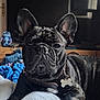 french_bulldog, dog, pet, indoor, bed, blanket, quilt, ears, wrinkles, fur, collar, tag, toy, figurine, stitch, wooden_shelf, closeup, portrait, animal, resting