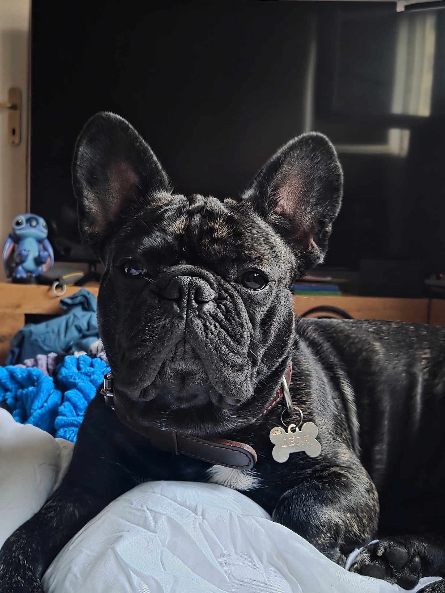 Leïa a rejoint le concours — aidez-le/la à gagner de superbes lots ! french_bulldog, dog, pet, indoor, bed, blanket, quilt, ears, wrinkles, fur, collar, tag, toy, figurine, stitch, wooden_shelf, closeup, portrait, animal, resting