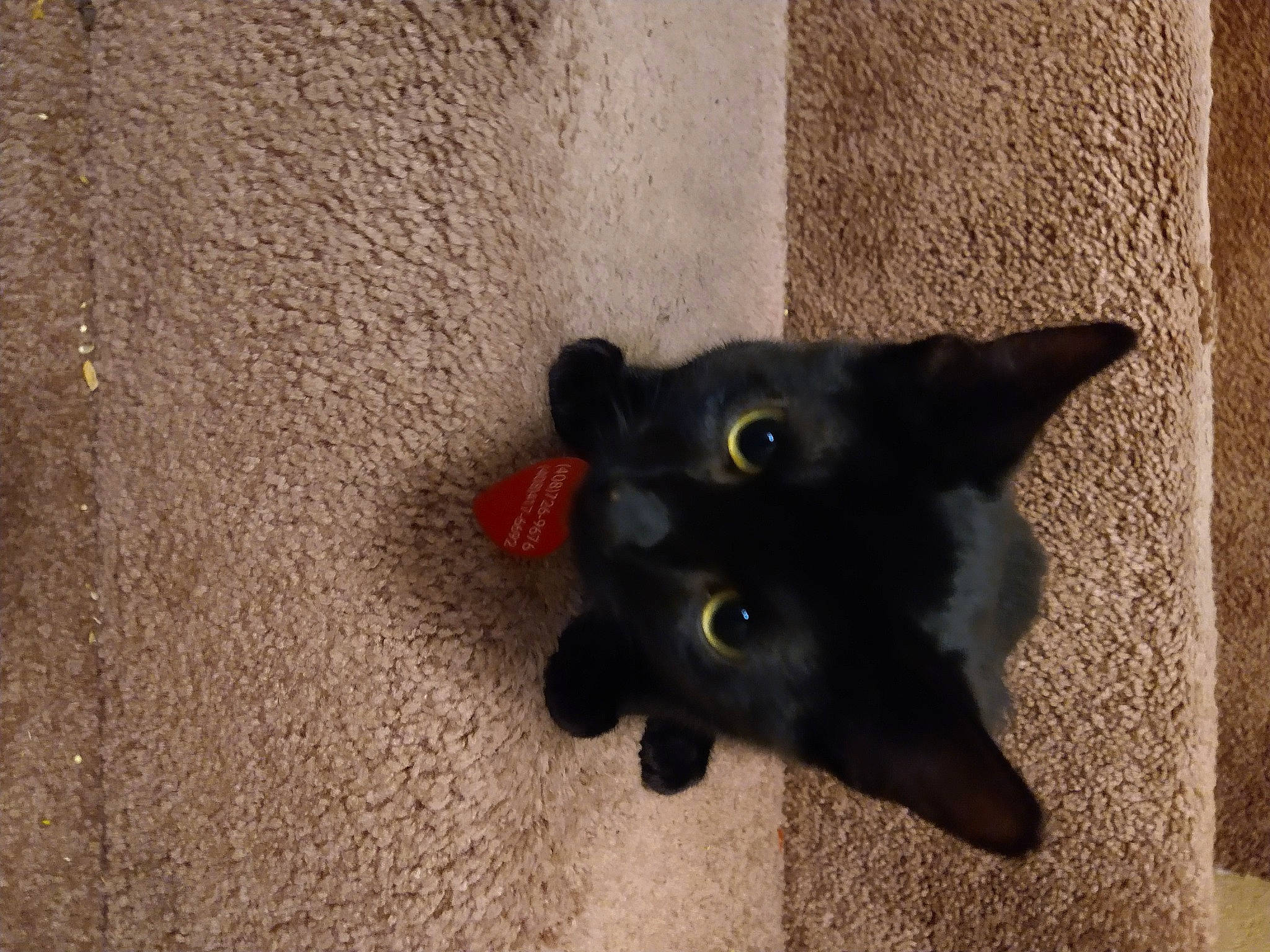 Cheshire joined the competition — help win amazing prizes! asphalt, black_cat, bombay, carnivore, cat, concrete, domestic_short_haired_cat, felidae, flooring, fur, paw, shadow, small_to_medium_sized_cats, snout, tail, terrestrial_animal, whiskers, wood