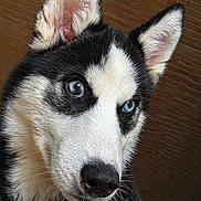 Nalya participe au concours pour gagner de l'argent avec cette photo : dog, husky, blue_eyes, close_up, portrait, fur, pet, animal, canine, black_and_white, ears, collar, whiskers, snout, indoors, wooden_background, cute, alert, head, looking_away