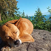 Bella Sky is registered to the contest to win money with this photo: dog, sleeping, rock, outdoor, nature, sunlight, greenery, trees, blue_sky, peaceful, canine, resting, fur, close_up, animal, daytime, relaxation, scenic, wildlife, calm