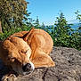dog, sleeping, rock, outdoor, nature, sunlight, greenery, trees, blue_sky, peaceful, canine, resting, fur, close_up, animal, daytime, relaxation, scenic, wildlife, calm