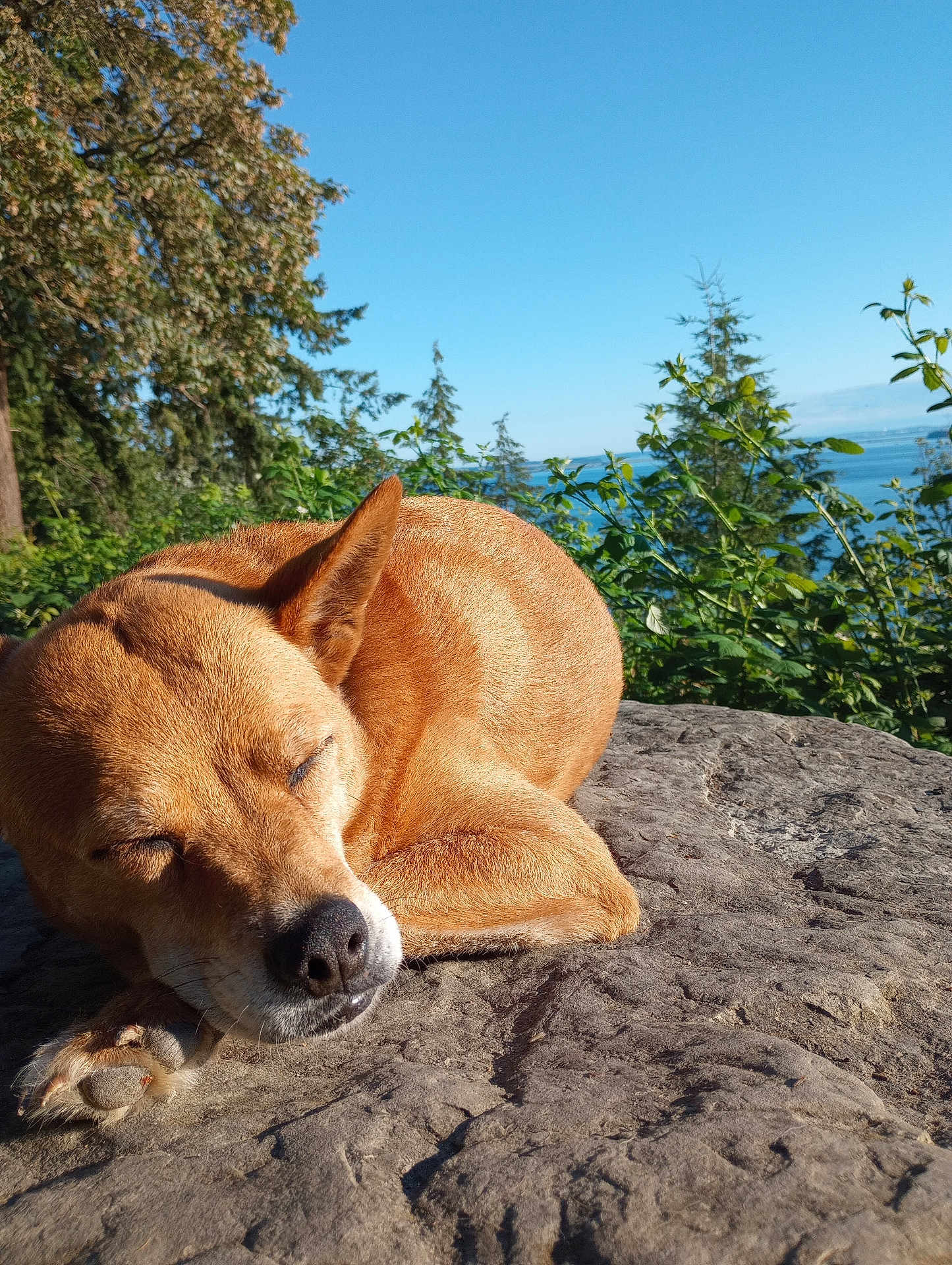 Bella Sky is registered to the contest to win money with this photo: dog, sleeping, rock, outdoor, nature, sunlight, greenery, trees, blue_sky, peaceful, canine, resting, fur, close_up, animal, daytime, relaxation, scenic, wildlife, calm