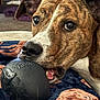 May is registered to the contest to win money with this photo: dog, brindle, toy, chew_toy, indoor, blanket, close_up, pet, animal, mouth, fur, ears, eyes, resting, cute, playful, portrait, cozy, domestic, companion