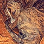 May joined the competition — help win amazing prizes! dog, sleeping, brindle, curled_up, blanket, orange, cozy, pet, fur, indoor, resting, animal, cute, domestic_animal, tail, snuggling, warm, relaxed, companion, soft