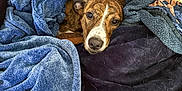May is registered to the contest to win money with this photo: dog, blanket, cozy, brown, white, fur, pet, indoor, resting, comfort, soft, texture, snuggled, animal, lying_down, curled_up, domestic, warm, relaxed, face
