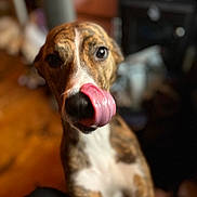 May is registered to the contest to win money with this photo: dog, brindle, tongue, close_up, pet, animal, indoor, cute, licking, white_chest, canine, fur, expression, focus, blurred_background, muzzle, nose, portrait, friendly, domestic