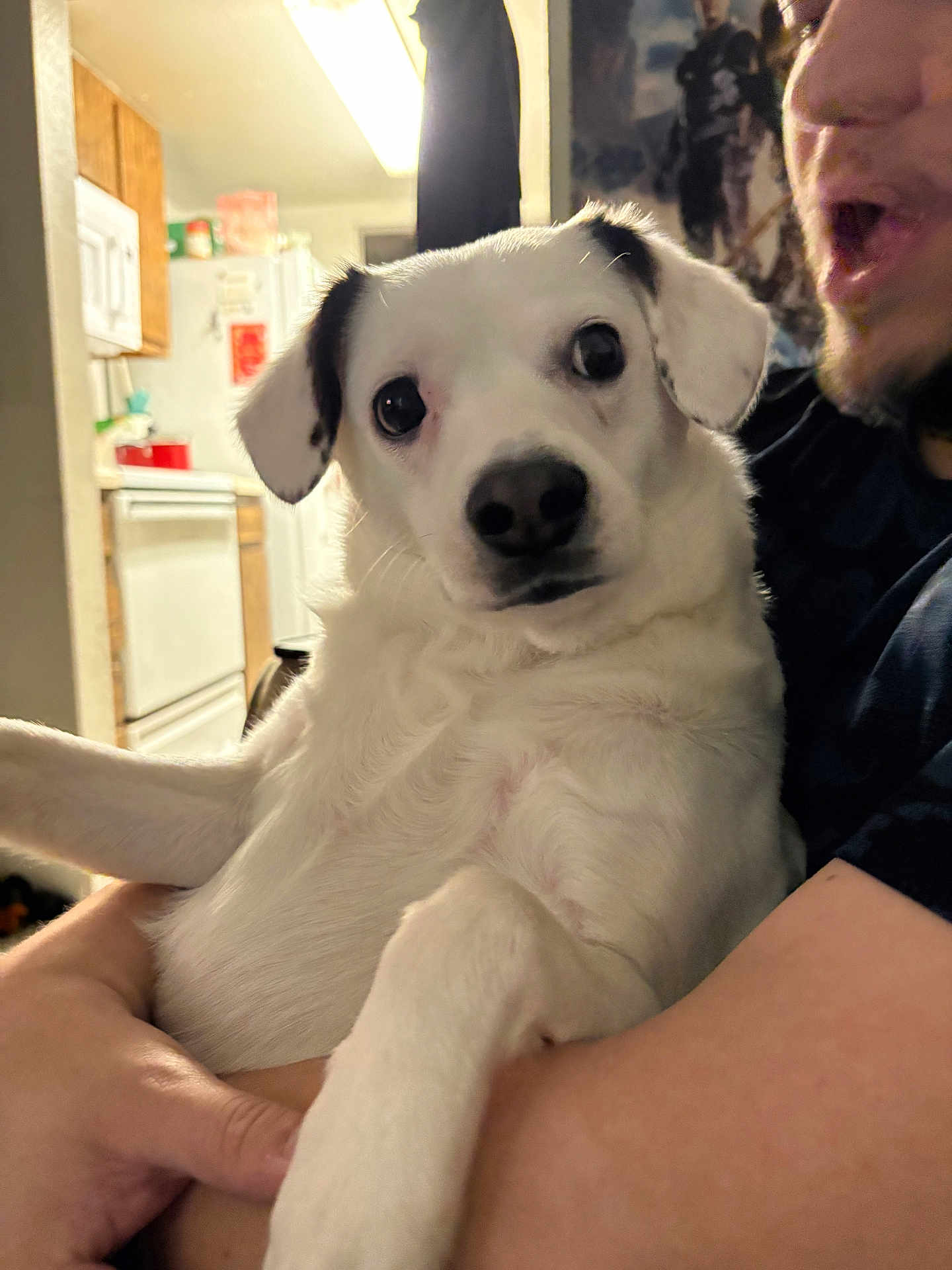 Bear is registered to the contest to win money with this photo: dog, white_dog, pet, indoor, person, holding, arm, kitchen, appliance, refrigerator, stove, expression, face, ears, fur, closeup, home, human, interaction, lighting