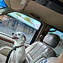 Bear is registered to the contest to win money with this photo: dog, white_dog, car_interior, passenger_seat, leather_seat, window, building, green_roof, trees, blue_sky, dog_collar, dog_leash, happy_dog, pet, animal, human_arm, tattoo, shoulder, daytime, parked_car