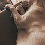 dog, indoor, couch, relaxed, light_fur, paws, person, kitchen, cabinet, furniture, home, curious, resting, blurred_background, casual, domestic, animal, pet, side_view, cozy