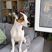Zorro participe au concours pour gagner de l'argent avec cette photo : books, brown, couch, curious, cushion, daylight, dog, fan, home_decor, indoor, living_room, pet, photo_frame, relaxed, shelf, short_hair, sitting, tile_floor, white, window