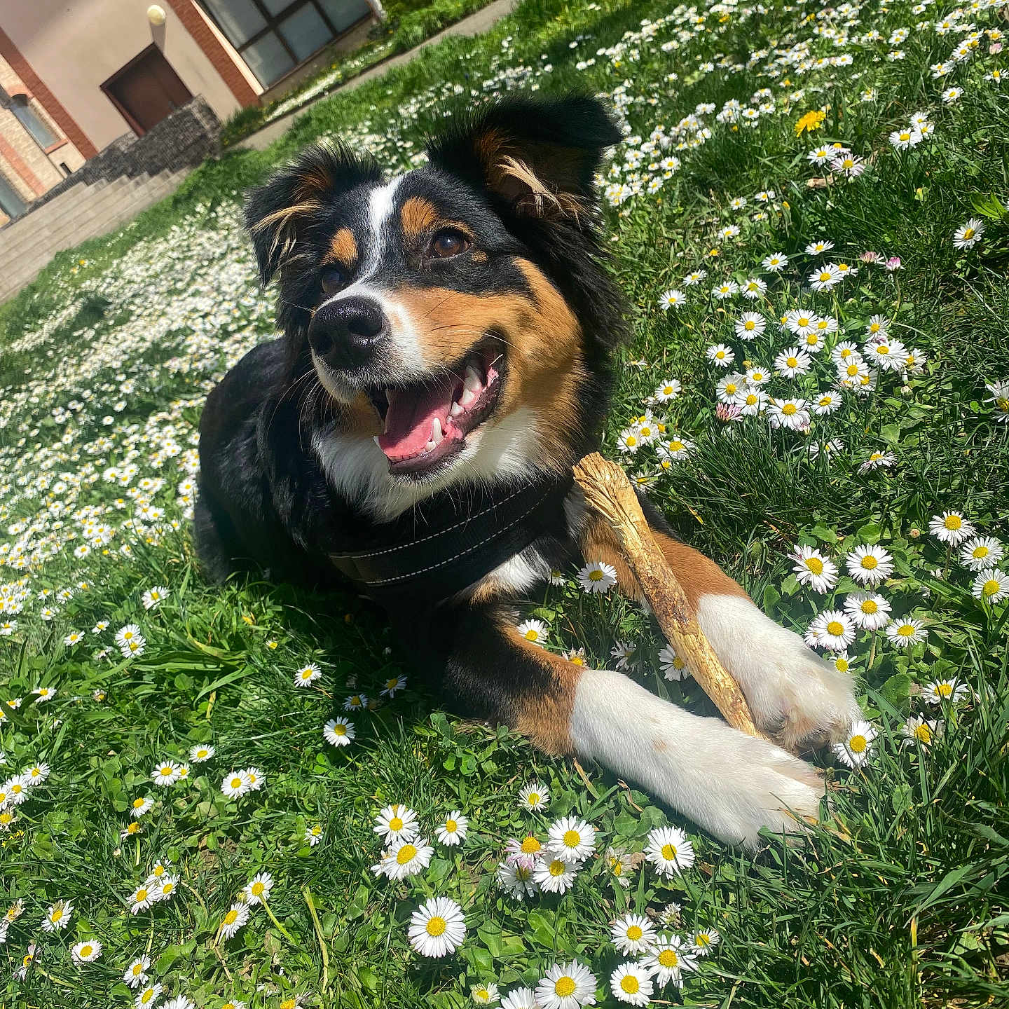 Blue a rejoint le concours — aidez-le/la à gagner de superbes lots ! anemone, animal, architecture, building, canine, daisy, dog, field, flower, grass, grassland, herbal, herbs, nature, outdoors, pet, plant, puppy, shelter, vegetation