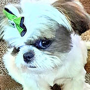 Tinkles is registered to the contest to win money with this photo: dog, pet, fluffy, bow, green_bow, carpet, indoor, cute, small_dog, white_fur, brown_fur, face, animal, domestic_animal, lying_down, close_up, companion, fur, adorable, resting