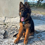 Loki participe au concours pour gagner de l'argent avec cette photo : german_shepherd, puppy, dog, sitting, tongue_out, ears_up, leash, collar, outdoor, rocks, concrete, sunlight, fur, brown, black, pet, animal, cute, young, nature