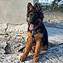 german_shepherd, puppy, dog, sitting, tongue_out, ears_up, leash, collar, outdoor, rocks, concrete, sunlight, fur, brown, black, pet, animal, cute, young, nature
