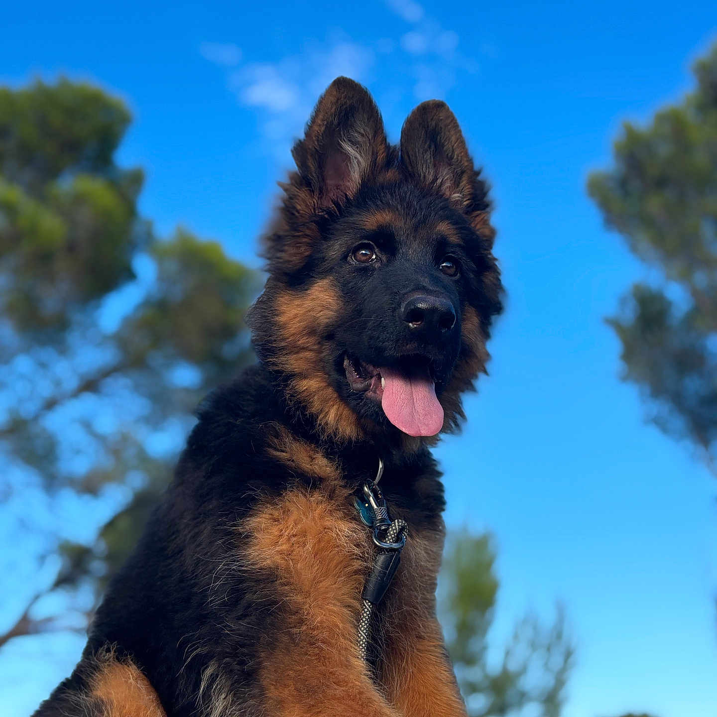 Loki a rejoint le concours — aidez-le/la à gagner de superbes lots ! animal, blurred_background, canine, cute, dog, ears, fur, german_shepherd, happy, leash, nature, outdoor, pet, portrait, puppy, sky, sunlight, tongue, trees, young