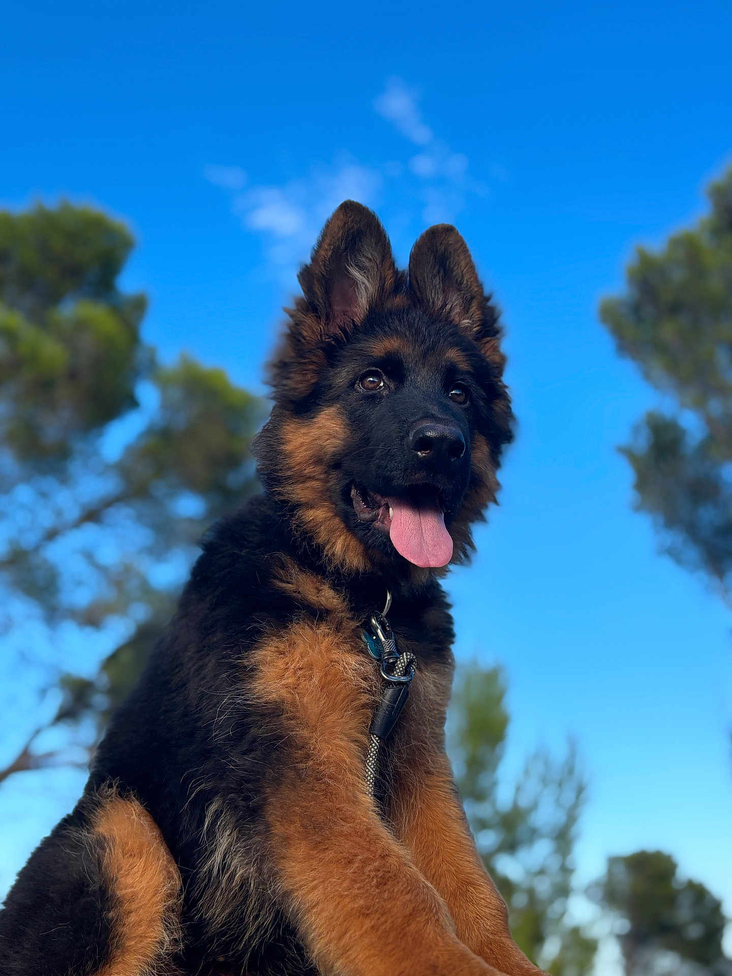 Loki a rejoint le concours — aidez-le/la à gagner de superbes lots ! dog, puppy, german_shepherd, animal, pet, outdoor, nature, sky, trees, fur, tongue, happy, cute, young, canine, leash, ears, portrait, sunlight, blurred_background