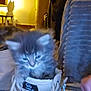 kitten, cat, shoe, sneaker, indoor, furniture, warm_lighting, furry, pet, small, cute, cozy, carpet, domestic, animal, footwear, blurred, soft, young, curious
