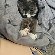 Missy joined the competition — help win amazing prizes! cat, gray_cat, white_paws, blanket, gray_blanket, cozy, sleepy, stretching_paws, indoor, floor, wooden_floor, sandal, beige_sandal, pet, animal, relaxing, resting, fur, cute, domestic_animal