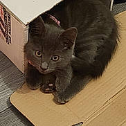 Bear joined the competition — help win amazing prizes! abyssinian, animal, blackcat, box, cardboard, carton, cat, hardwood, indoors, kitten, manx, package, packagedelivery, person, pet, plywood, wood