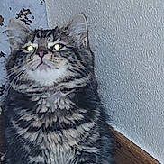 Teddi joined the competition — help win amazing prizes! abyssinian, angora, animal, architecture, art, blackcat, bodypart, cat, gray, hardwood, kitten, manx, mouth, painting, person, pet, plywood, slate, snout, wood