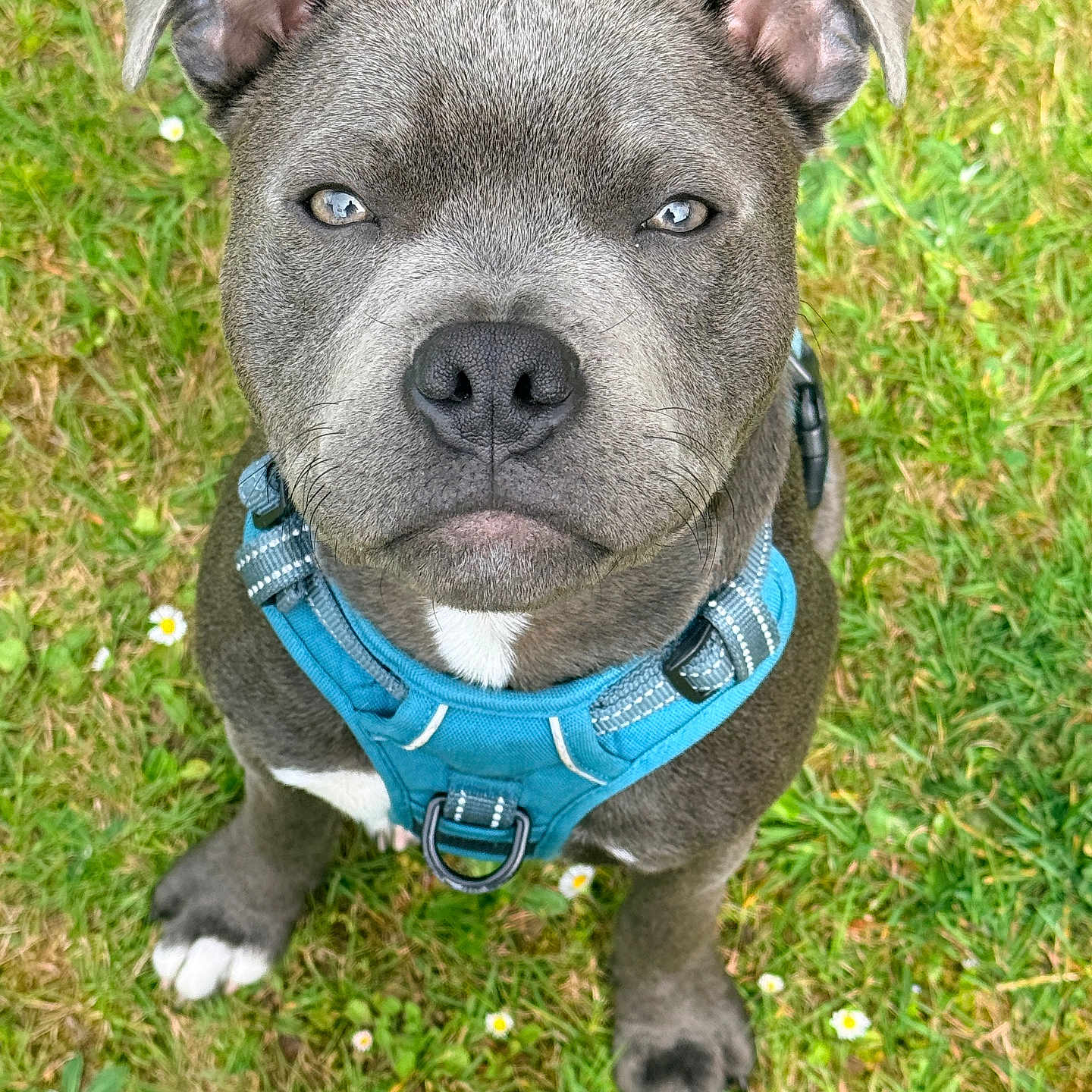 Ace a rejoint le concours — aidez-le/la à gagner de superbes lots ! dog, puppy, gray_fur, blue_harness, grass, outdoor, pet, canine, sitting, close_up, animal, young_dog, cute, ears, white_paws, nature, small_flowers, portrait, fur_texture, alert