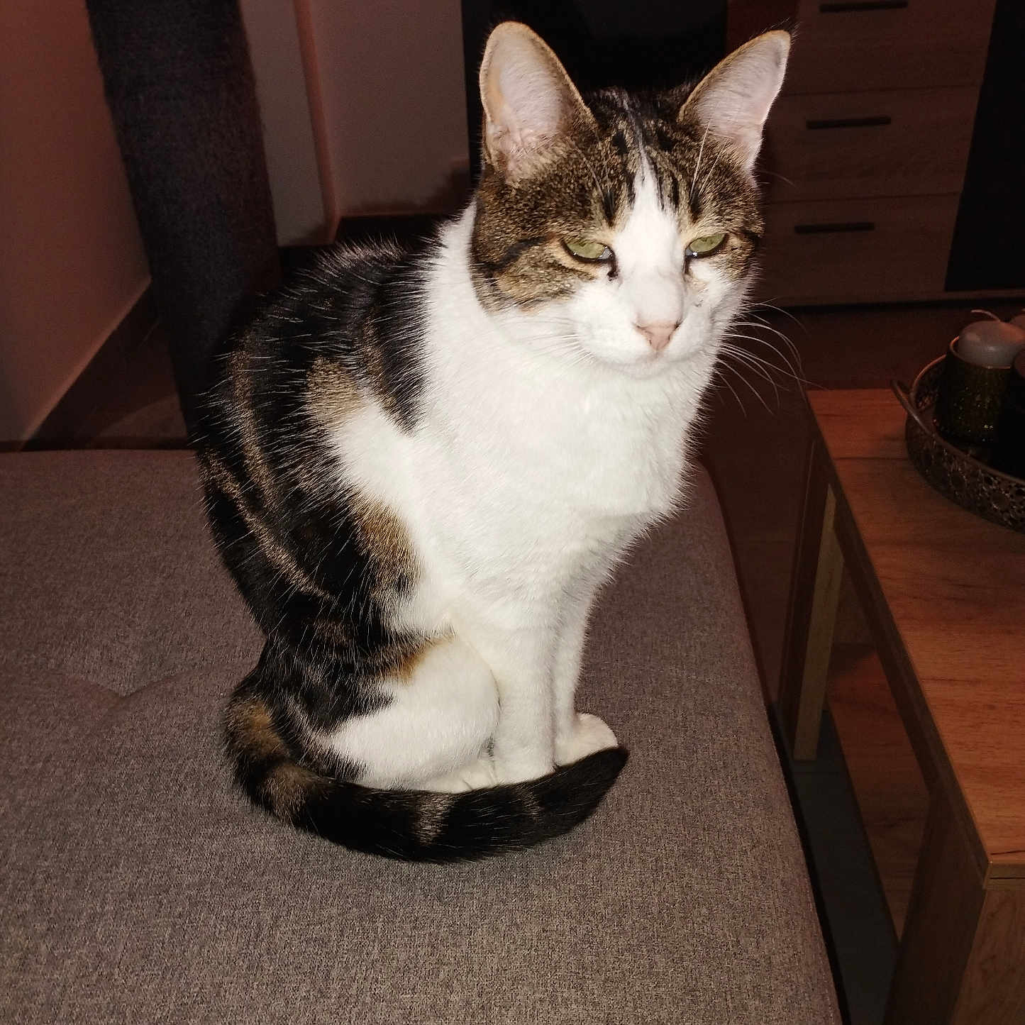 Mignon participe au concours pour gagner de l'argent avec cette photo : abyssinian, animal, architecture, armchair, building, cat, chair, couch, drawer, furniture, hardwood, indoors, kitten, livingroom, manx, pet, plywood, room, table, wood