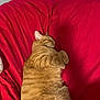cat, orange_tabby, sleeping, cushion, red, feline, pet, indoor, cozy, relaxed, fur, whiskers, animal, comfort, cute, resting, domestic_cat, closeup, soft, nap