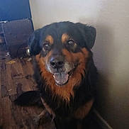 Ozzy is registered to the contest to win money with this photo: animal, black_and_tan, canine, companion, dog, domestic, ears, floor, friendly, fur, happy, indoor, looking_up, mouth_open, pet, sitting, smiling, tongue, wall, wooden_floor