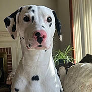 Moon joined the competition — help win amazing prizes! blinds, close_up, couch, dalmatian, dog, ears, eyes, fireplace, fur, indoor, living_room, nose, pet, pink_nose, plant, portrait, sitting, spotted_dog, sunlight, window