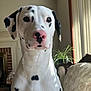 blinds, close_up, couch, dalmatian, dog, ears, eyes, fireplace, fur, indoor, living_room, nose, pet, pink_nose, plant, portrait, sitting, spotted_dog, sunlight, window