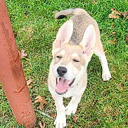 Jack joined the competition — help win amazing prizes! dog, puppy, grass, outdoor, animal, pet, ears, tail, mouth_open, happy, playful, nature, canine, young, fur, walking, smiling, daylight, rusty_pole, leaf