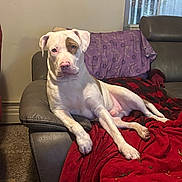 Rollo is registered to the contest to win money with this photo: dog, white_dog, brown_eye_patch, pink_nose, relaxed, lounging, sofa, couch, red_blanket, purple_throw, armrest, living_room, window, indoor, carpet, pet, looking_at_camera, fur, long_legs, companion