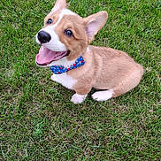 Quincy joined the competition — help win amazing prizes! adorable, animal, bow_tie, canine, corgi, cute, dog, ears, fur, grass, happy, nature, outdoor, pet, playful, puppy, sitting, smiling, tongue, young