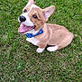 adorable, animal, bow_tie, canine, corgi, cute, dog, ears, fur, grass, happy, nature, outdoor, pet, playful, puppy, sitting, smiling, tongue, young