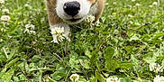 Quincy joined the competition — help win amazing prizes! animal, background, brown, close_up, clover, cute, dog, ears, face, flower, front_paw, grass, nature, nose, outdoor, pet, puppy, white, yard, young