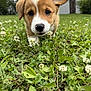 animal, background, brown, close_up, clover, cute, dog, ears, face, flower, front_paw, grass, nature, nose, outdoor, pet, puppy, white, yard, young
