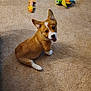 Quincy is registered to the contest to win money with this photo: adorable, animal, brown, carpet, corgi, cute, dog, friendly, fur, indoor, looking_back, pet, playful, plush_toy, puppy, small_dog, smiling, toy, white, young