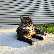 Moose joined the competition — help win amazing prizes! animal, cat, concrete, cute, daylight, domestic, feline, fur, grass, laying, nature, outdoor, paws, pet, relaxed, resting, siding, sunlight, tabby, whiskers