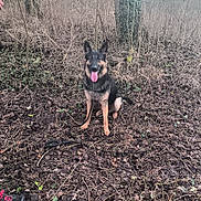 Ulck a rejoint le concours — aidez-le/la à gagner de superbes lots ! dog, german_shepherd, forest, trees, ivy, leaves, twigs, ground, outdoor, nature, panting, animal, pet, canine, person, shoe, sneaker, walking, mist, winter