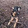 dog, german_shepherd, stick, leaves, twigs, outdoor, nature, animal, pet, brown, black, lying_down, alert, ears_up, forest_floor, ground, canine, fur, playful, looking_away