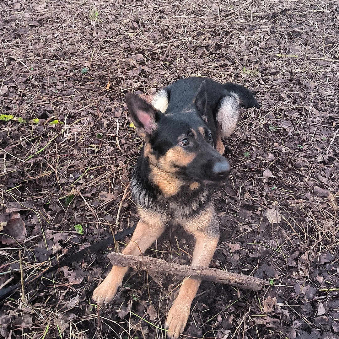Ulck participe au concours pour gagner de l'argent avec cette photo : alert, animal, black, brown, canine, dog, ears_up, forest_floor, fur, german_shepherd, ground, leaves, looking_away, lying_down, nature, outdoor, pet, playful, stick, twigs